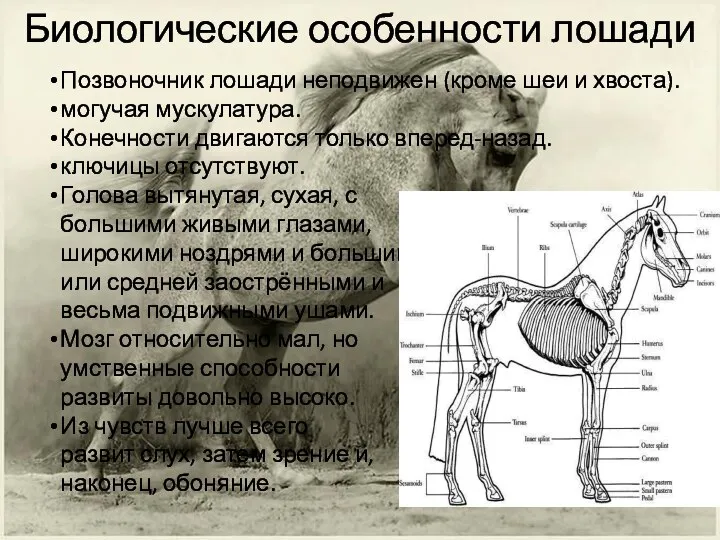 Биологические особенности лошади Позвоночник лошади неподвижен (кроме шеи и хвоста). могучая