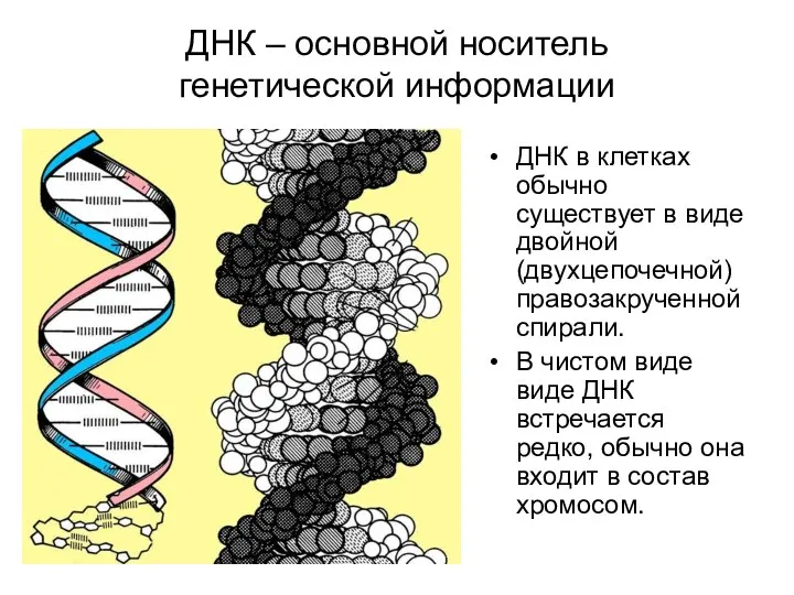 ДНК – основной носитель генетической информации ДНК в клетках обычно существует