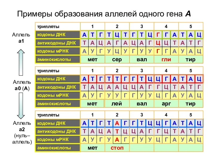 Примеры образования аллелей одного гена А 5 4 5 3 1