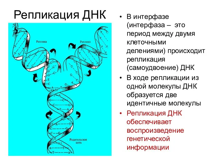 В интерфазе (интерфаза – это период между двумя клеточными делениями) происходит