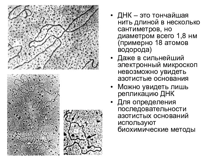 ДНК – это тончайшая нить длиной в несколько сантиметров, но диаметром