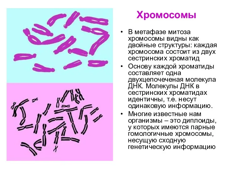 Хромосомы В метафазе митоза хромосомы видны как двойные структуры: каждая хромосома