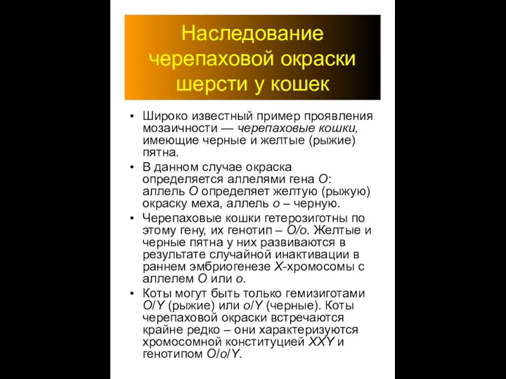 Наследование черепаховой окраски шерсти у кошек Широко известный пример проявления мозаичности