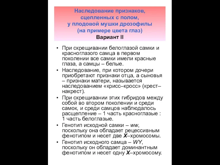 Наследование признаков, сцепленных с полом, у плодовой мушки дрозофилы (на примере