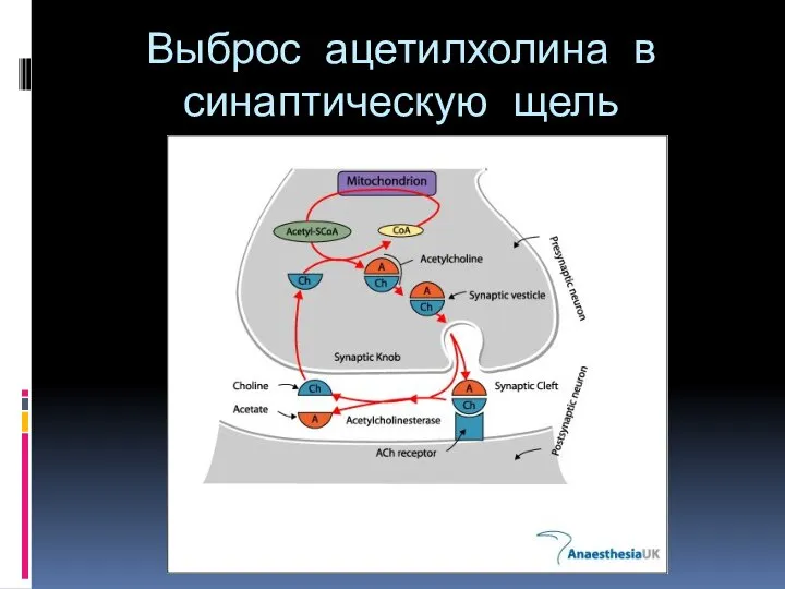 Выброс ацетилхолина в синаптическую щель