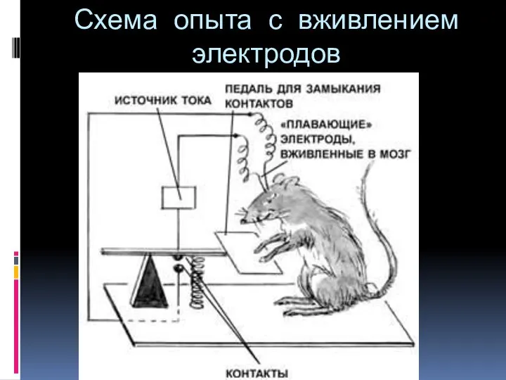 Схема опыта с вживлением электродов