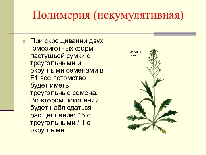 Полимерия (некумулятивная) При скрещивании двух гомозиготных форм пастушьей сумки с треугольными