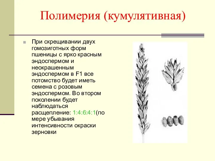 Полимерия (кумулятивная) При скрещивании двух гомозиготных форм пшеницы с ярко красным