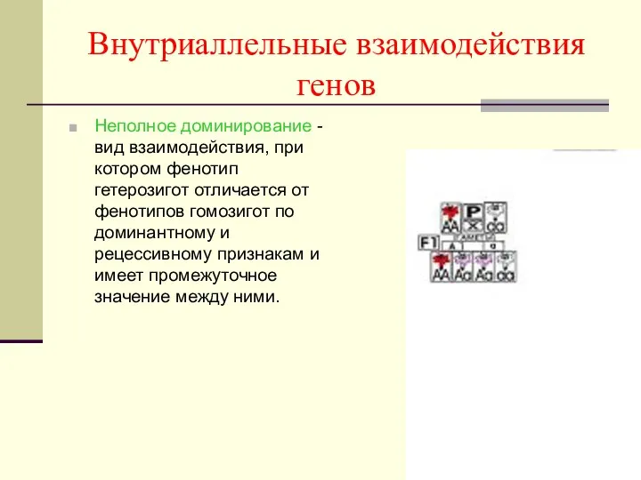 Внутриаллельные взаимодействия генов Неполное доминирование - вид взаимодействия, при котором фенотип