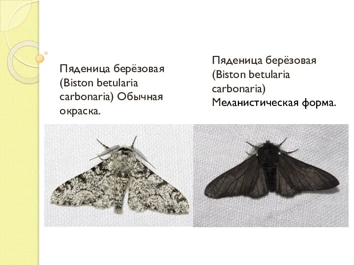 Пяденица берёзовая (Biston betularia carbonaria) Обычная окраска. Пяденица берёзовая (Biston betularia carbonaria) Меланистическая форма.