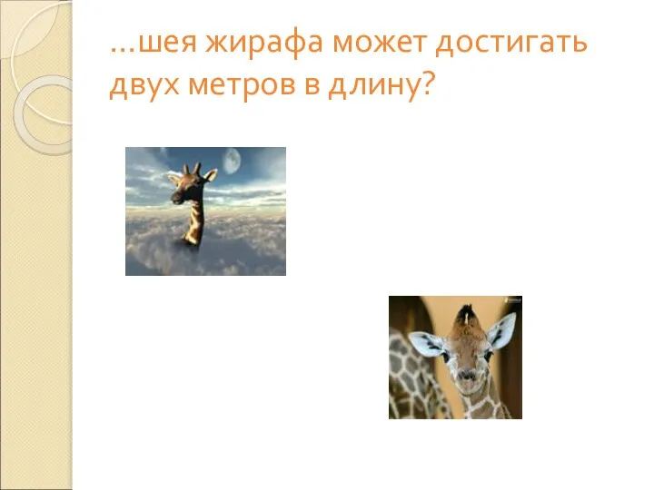…шея жирафа может достигать двух метров в длину?