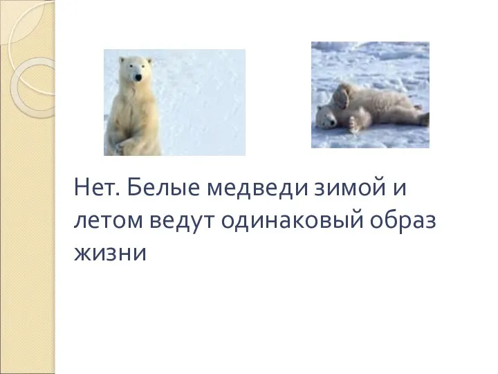 Нет. Белые медведи зимой и летом ведут одинаковый образ жизни