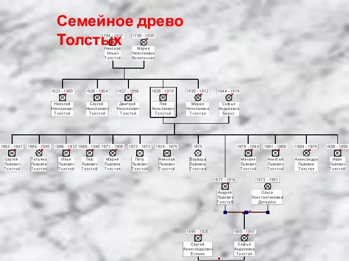 Семейное древо Толстых