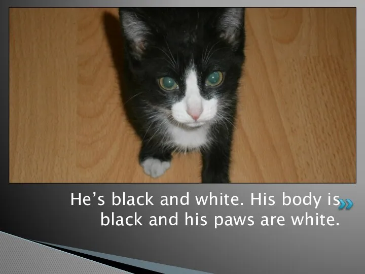 He’s black and white. His body is black and his paws are white.