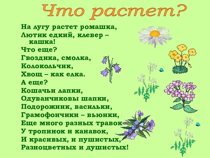 На лугу растет ромашка, Лютик едкий, клевер – кашка! Что еще?