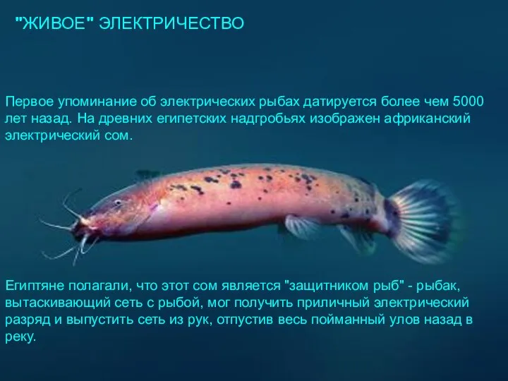 "ЖИВОЕ" ЭЛЕКТРИЧЕСТВО "ЖИВОЕ" ЭЛЕКТРИЧЕСТВО Первое упоминание об электрических рыбах датируется более