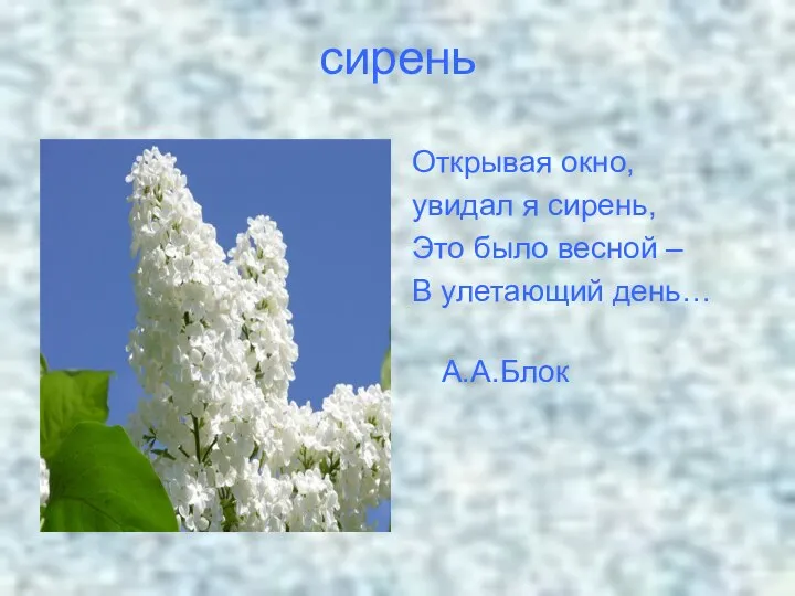 сирень Открывая окно, увидал я сирень, Это было весной – В улетающий день… А.А.Блок