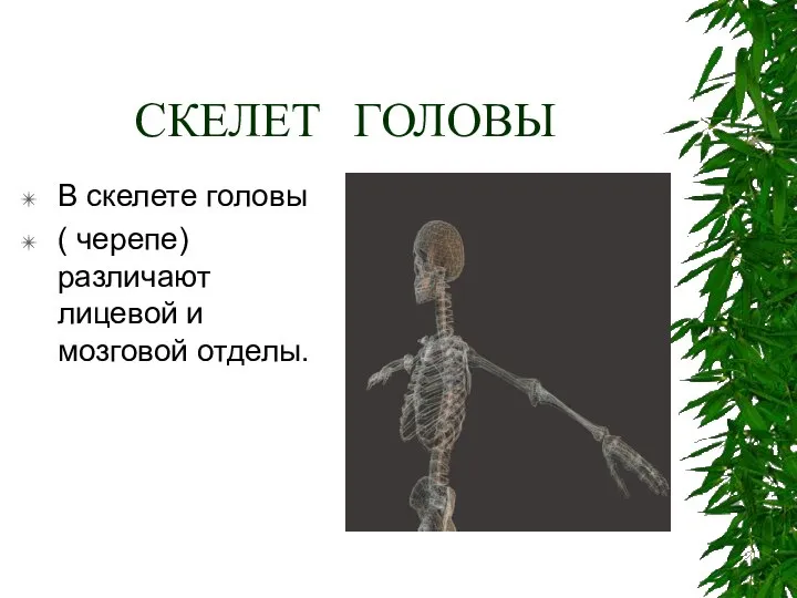 СКЕЛЕТ ГОЛОВЫ В скелете головы ( черепе) различают лицевой и мозговой отделы.