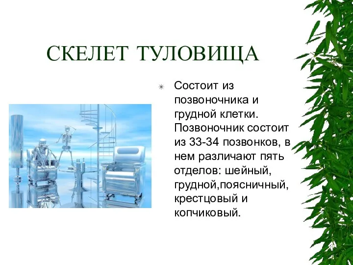 СКЕЛЕТ ТУЛОВИЩА Состоит из позвоночника и грудной клетки. Позвоночник состоит из