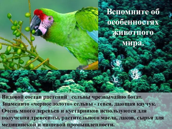 Видовой состав растений сельвы чрезвычайно богат. Знаменито «черное золото» сельвы -