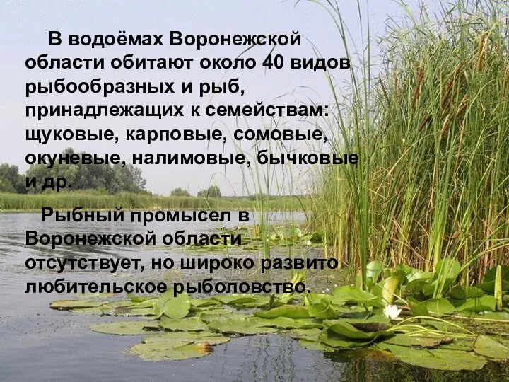 Мир вокруг нас 4 класс В водоёмах Воронежской области обитают около