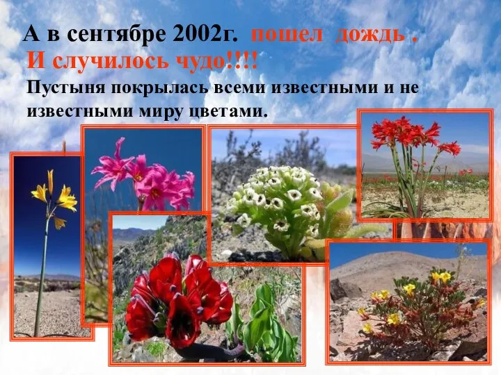 А в сентябре 2002г. пошел дождь . И случилось чудо!!!! Пустыня