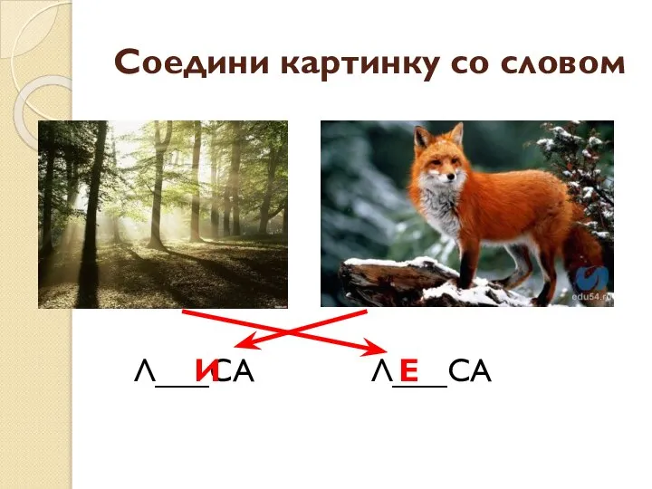 Соедини картинку со словом Л___СА Л___СА И Е