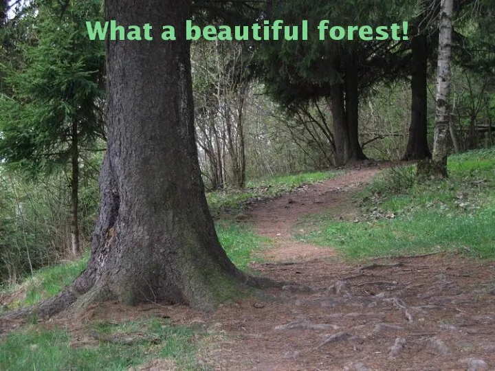 What a beautiful forest!