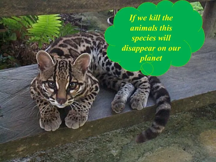 If we kill the animals this species will disappear on our planet