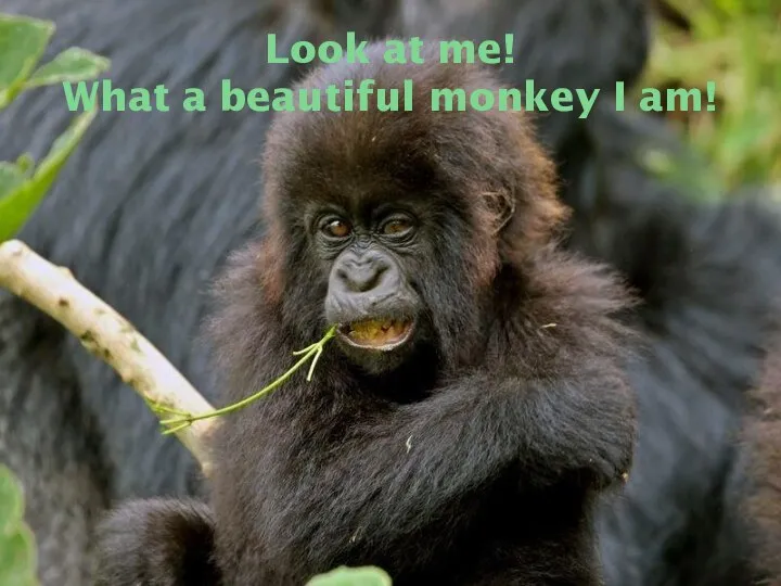 Look at me! What a beautiful monkey I am!