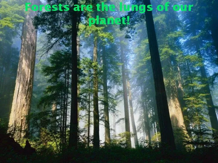 Forests are the lungs of our planet!