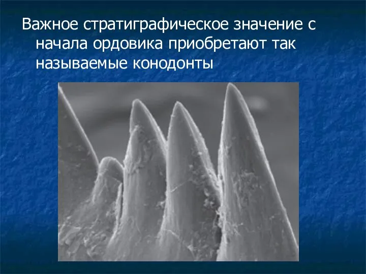 Важное стратиграфическое значение с начала ордовика приобретают так называемые конодонты