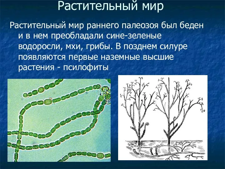 Растительный мир Растительный мир раннего палеозоя был беден и в нем