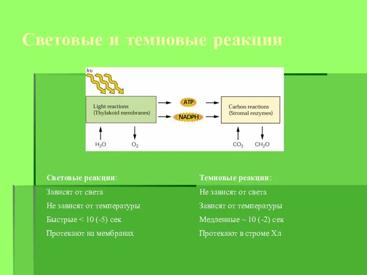 Световые и темновые реакции Световые реакции: Зависят от света Не зависят