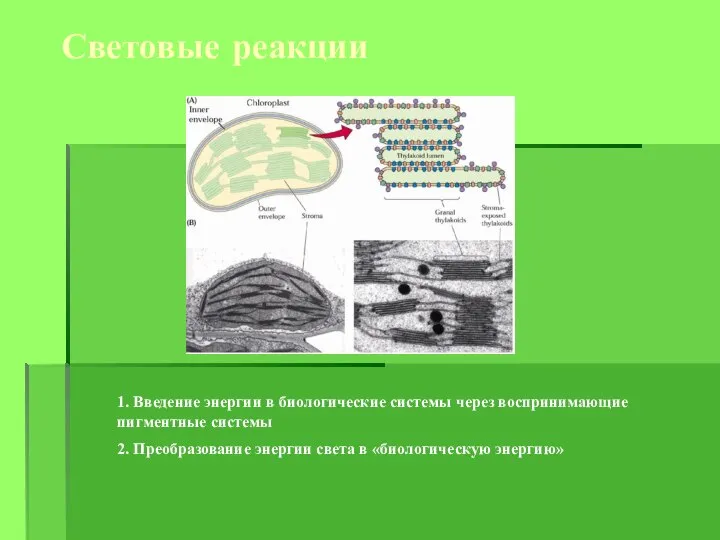 Световые реакции 1. Введение энергии в биологические системы через воспринимающие пигментные