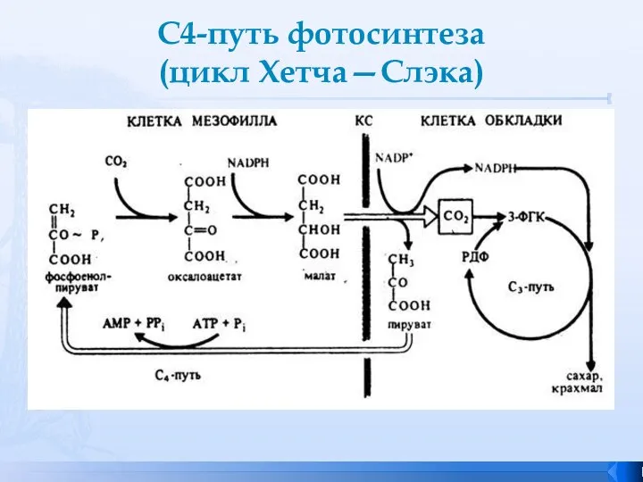 С4-путь фотосинтеза (цикл Хетча—Слэка)