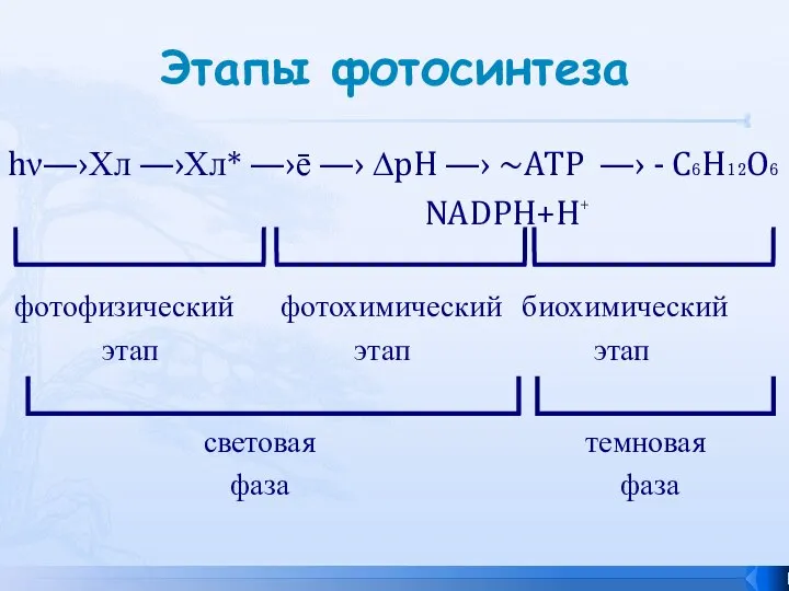 Этапы фотосинтеза hν―›Хл ―›Хл* ―›ē ―› ∆pH ―› ~ATP ―› -