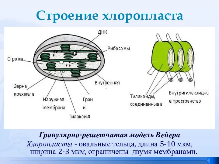 Строение хлоропласта Гранулярно-решетчатая модель Вейера Хлоропласты - овальные тельца, длина 5-10