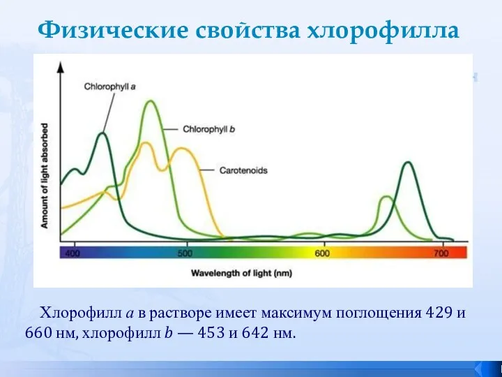 Физические свойства хлорофилла Хлорофилл а в растворе имеет максимум поглощения 429