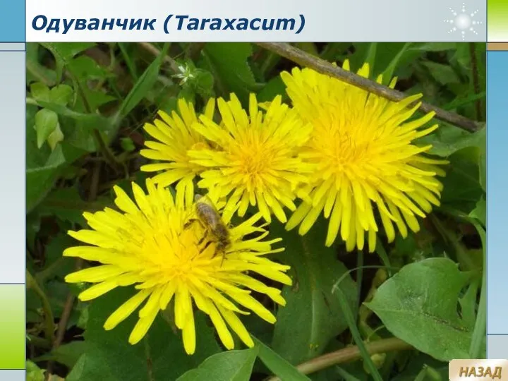 Company Logo www.themegallery.com Одуванчик (Taraxacum)