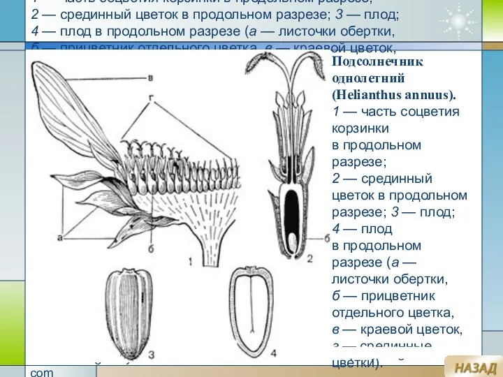 Company Logo www.themegallery.com Подсолнечник однолетний (Helianthus annuus). 1 — часть соцветия