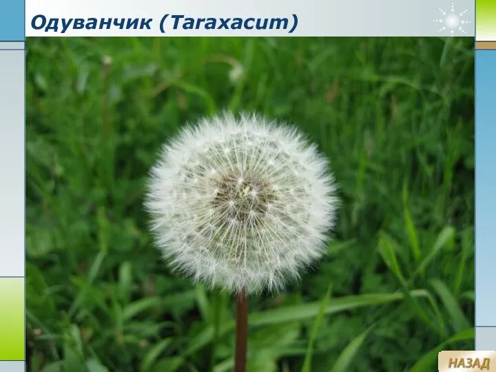 Company Logo www.themegallery.com Одуванчик (Taraxacum)