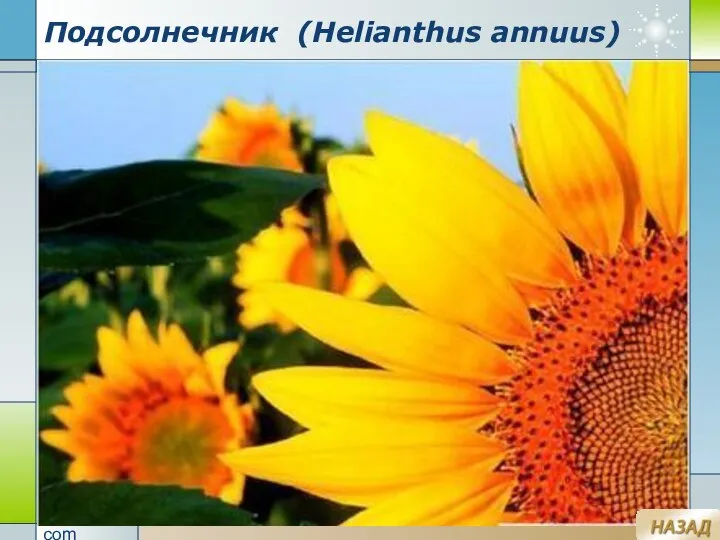 Company Logo www.themegallery.com Подсолнечник (Helianthus annuus)