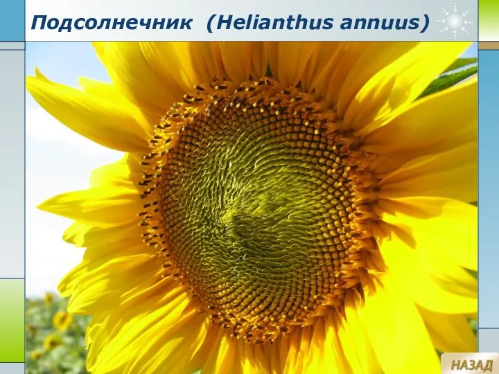 Company Logo www.themegallery.com Подсолнечник (Helianthus annuus)