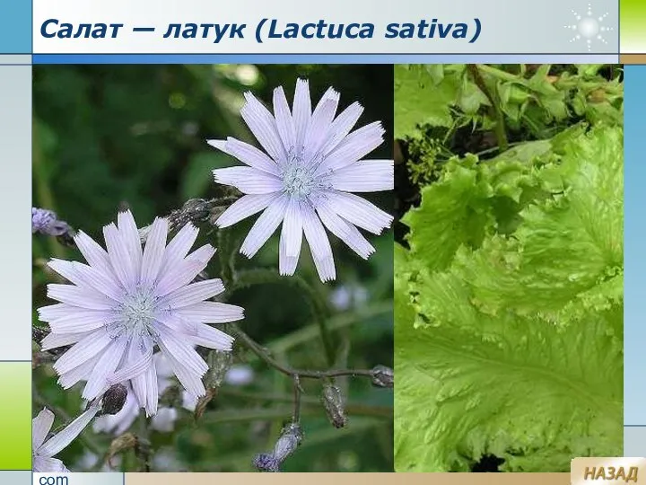 Company Logo www.themegallery.com Салат — латук (Lactuca sativa)