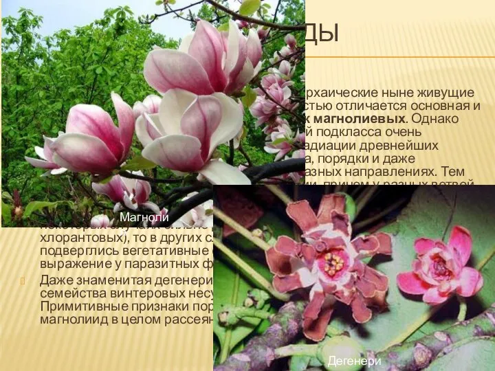 Подкласс магнолииды (Magnoliidae) В подкласс магнолиид вводят наиболее архаические ныне живущие