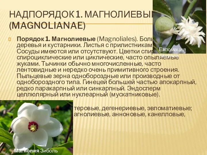 Надпорядок 1. Магнолиевые (Magnolianae) Порядок 1. Магнолиевые (Magnoliales). Большей частью деревья