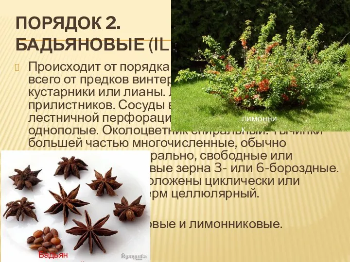 Порядок 2. Бадьяновые (Illiciales). Происходит от порядка магнолиевых, вероятнее всего от