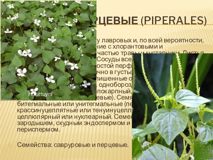 Порядок 4. Перцевые (Piperales) Наиболее близок к порядку лавровых и, по