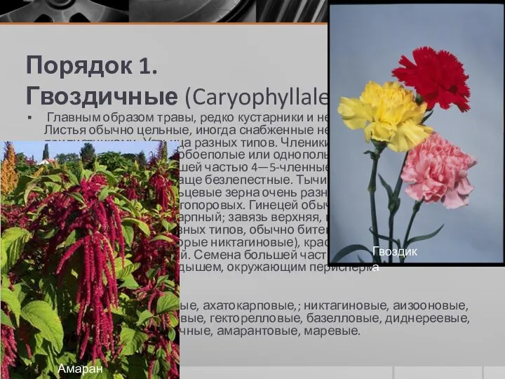 Порядок 1. Гвоздичные (Caryophyllales) Главным образом травы, редко кустарники и небольшие